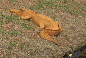 Mysterious orange alligator confuses South Carolina residents